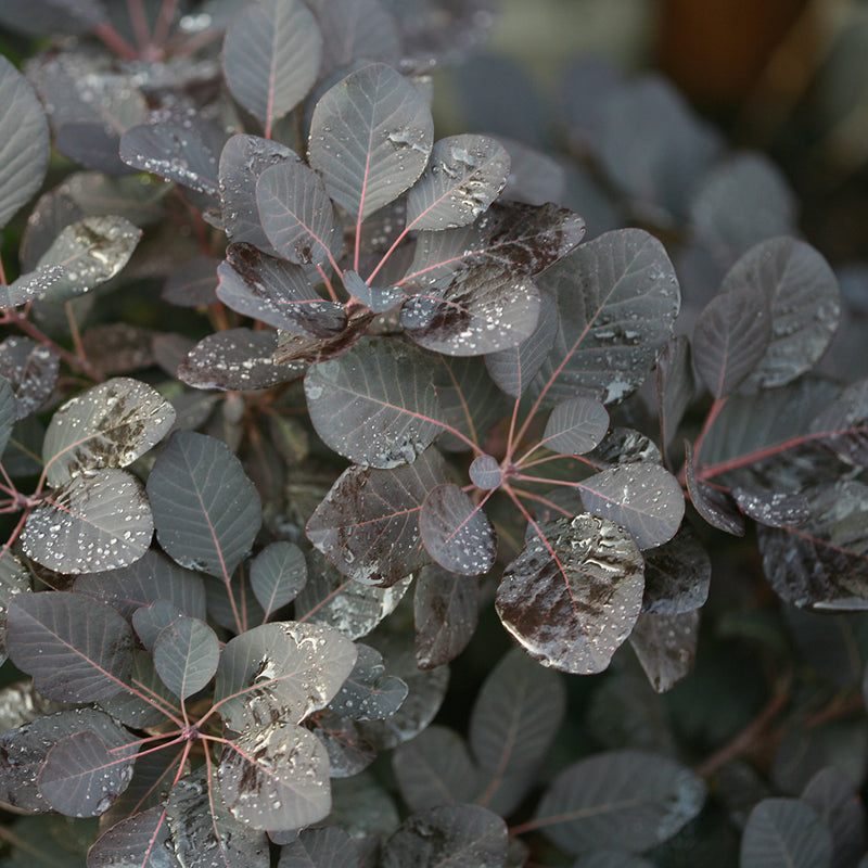 https://www.greatgardenplants.com/cdn/shop/products/Cotinus-Winecraft-Black-4-P.jpg?v=1608002152