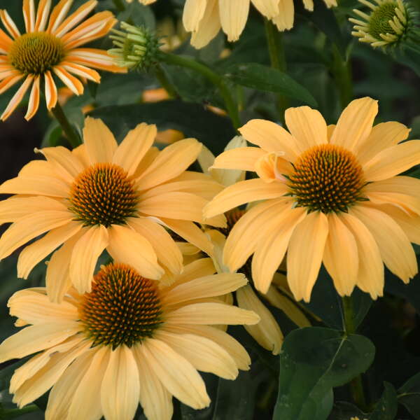 Color Coded® 'One in a Melon' Coneflower | Perennials – Great Garden Plants