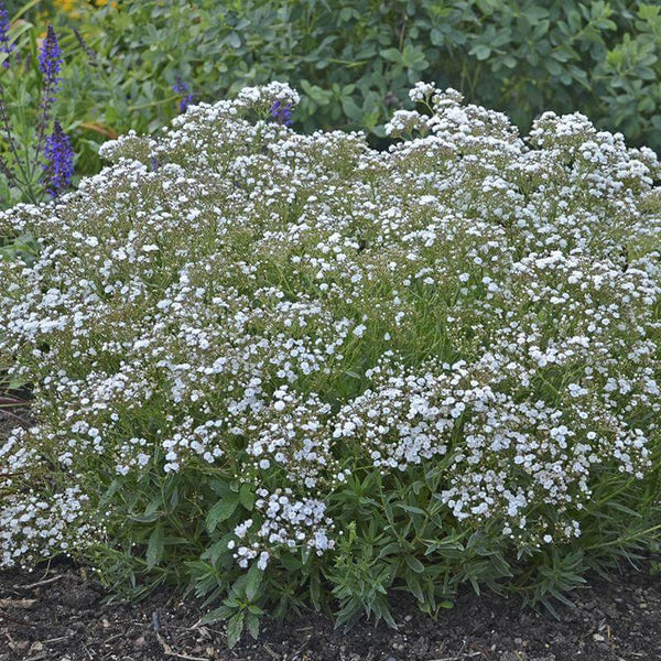 Festival Star® - Hardy Baby's Breath - Gypsophila paniculata