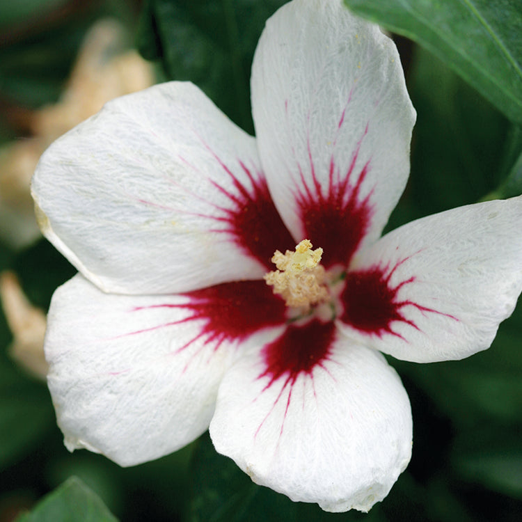 Rose of Sharon | Shrubs & Trees | Great Garden Plants