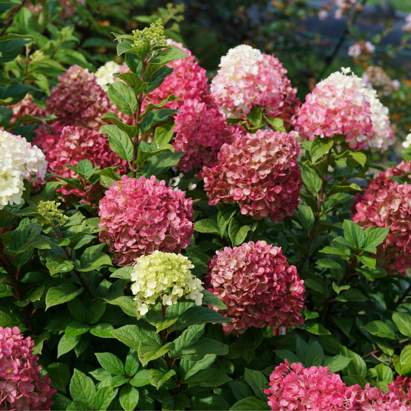 Little Lime Punch® Panicle Hydrangea For Sale | Proven Winners – Great ...