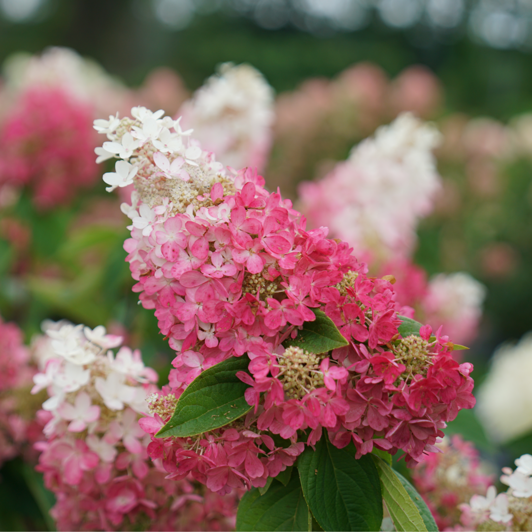 Pinky Winky Prime® Panicle Hydrangea | Proven Winners – Great Garden Plants