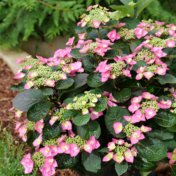 Buy Tuff Stuff Red Mountain Hydrangea, FREE SHIPPING, Wilson Bros Gardens