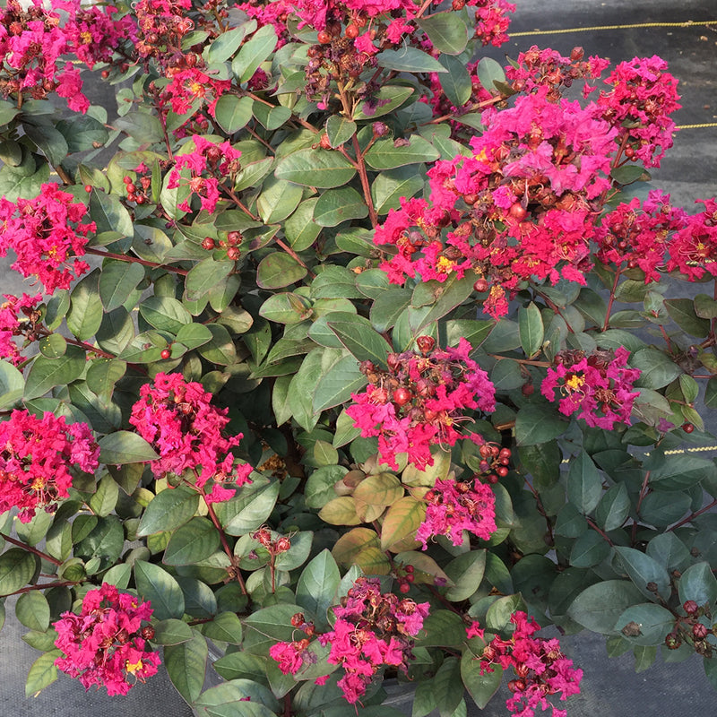 Rikki Tikki® Pink Crapemyrtle | Shrubs & Trees – Great Garden Plants