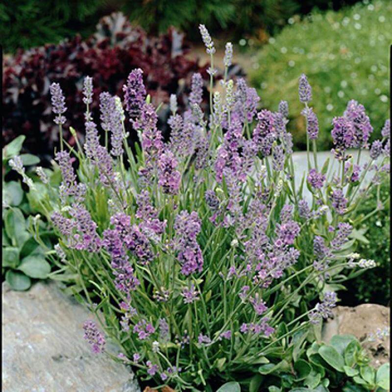 'Ellagance Sky' Lavender | Perennials – Great Garden Plants