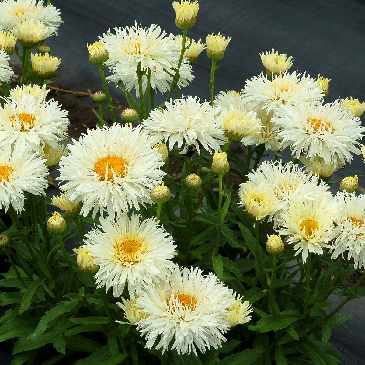 Questions Answered Series: Shasta Daisy