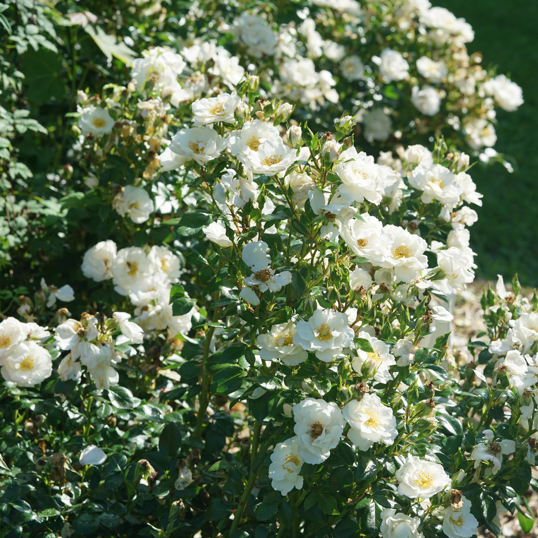Oso Easy Ice Bay™ Rose | Proven Winners – Great Garden Plants
