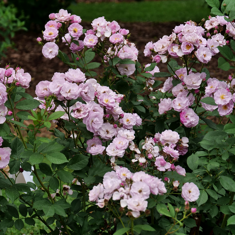 PROVEN WINNERS 1 Gal., Rise Up Lilac Days Rose (Rosa), Live Plant