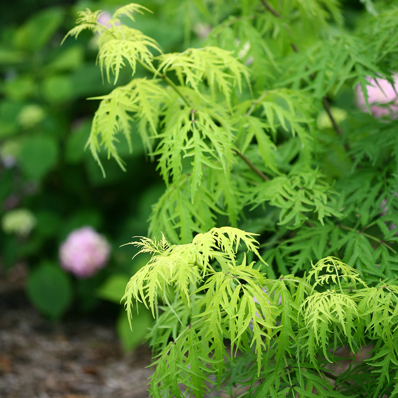 Elder - Black Lace - 2 Gallon – Calgary Plants