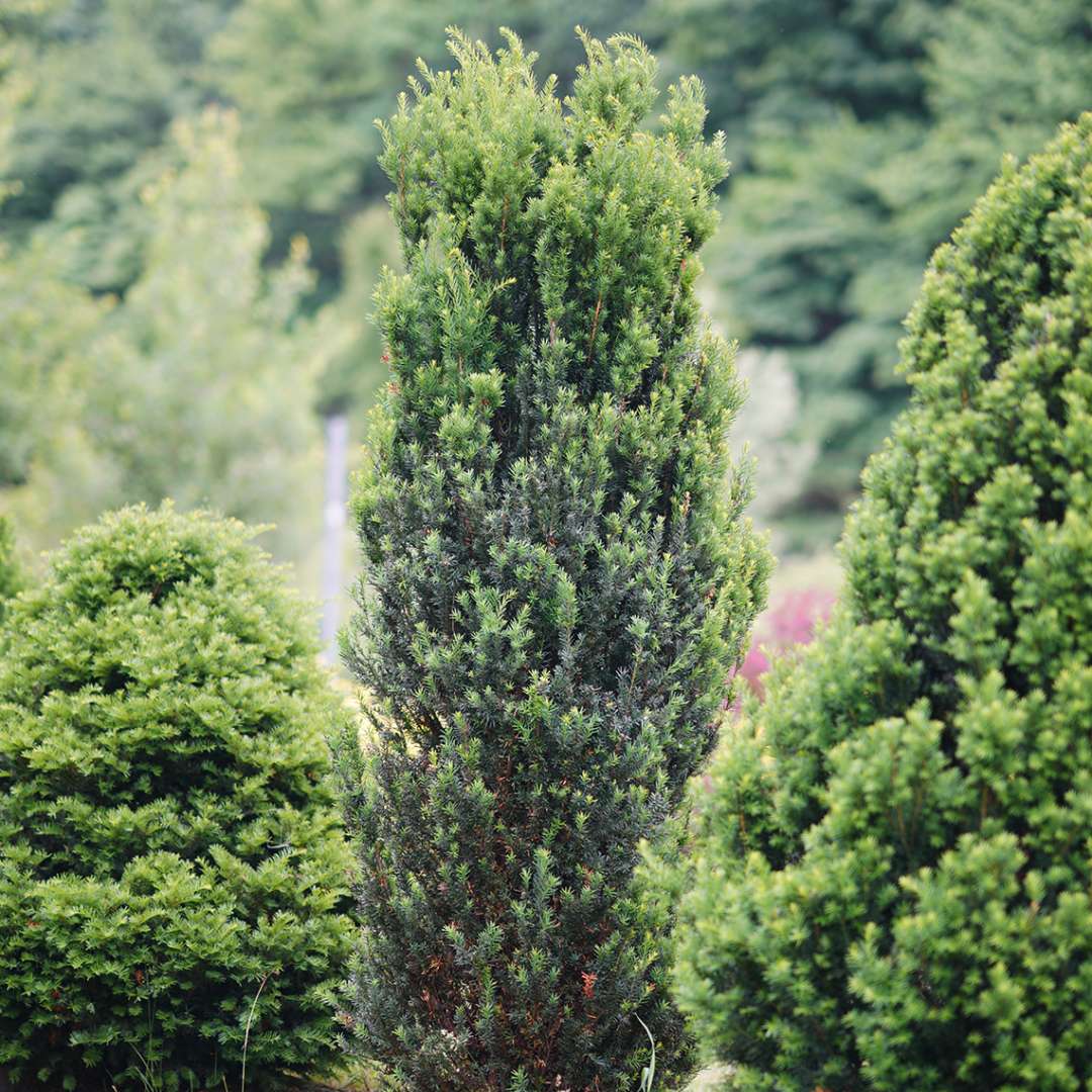 Stonehenge® Yew | Proven Winners – Great Garden Plants