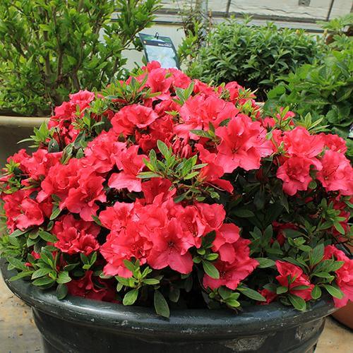 Bloom-A-Thon® Red Reblooming Azalea | Great Garden Plants