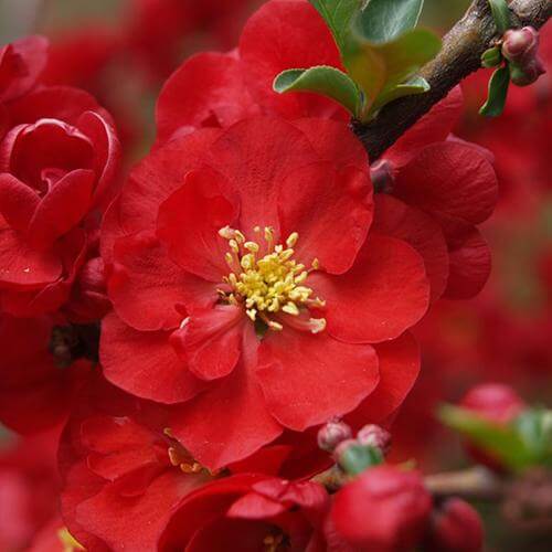 Double Take Eternal White - Flowering Quince - Proven Winners - 4 Pot