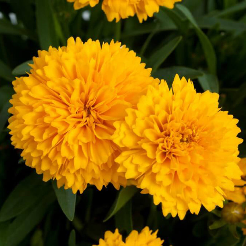 Coreopsis Grandiflora Tickseed