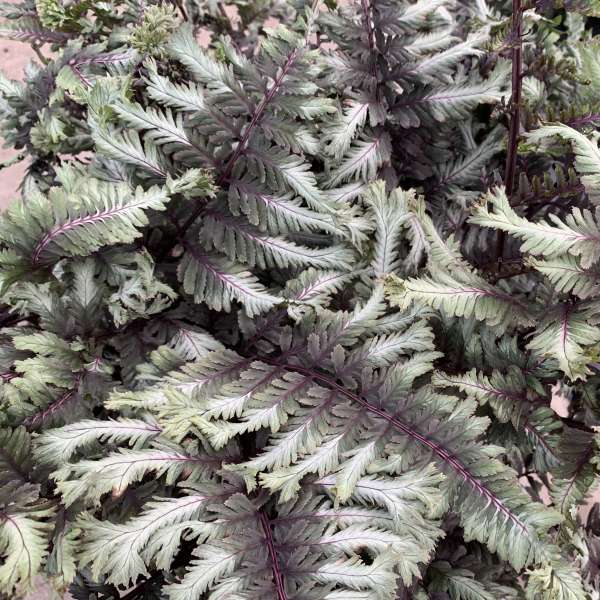 'Crested Surf' Japanese Painted Fern | Proven Winners – Great Garden Plants