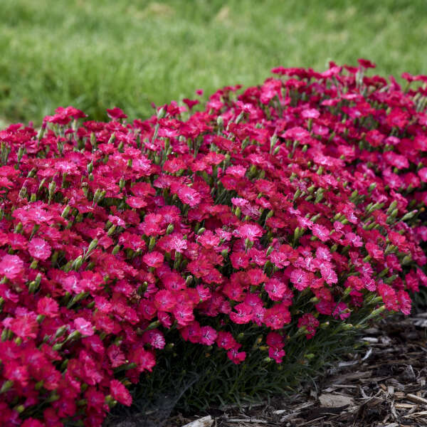 Dianthus 'Paint the Town Red' - Garden Crossings