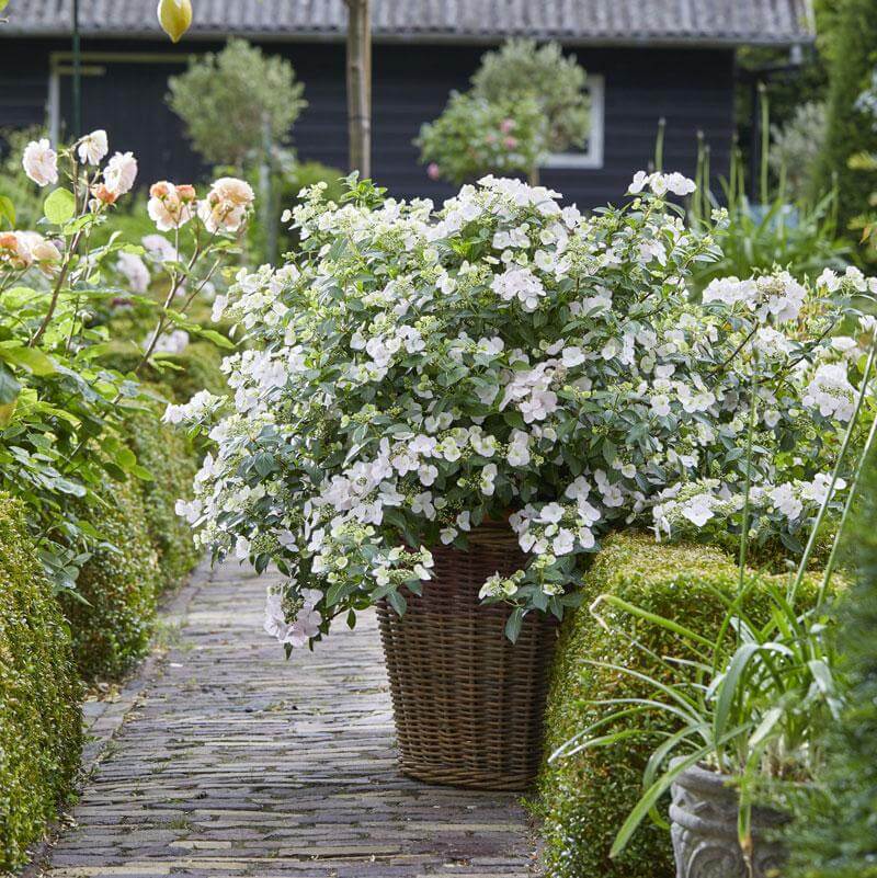 Blushing Bride Hydrangea, A Best Seller