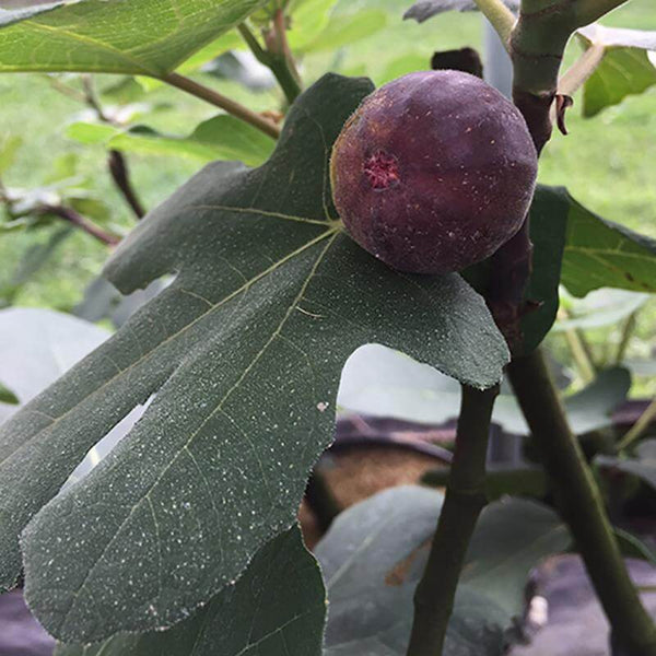 Chicago Hardy Fig Tree – Green Thumbs Garden, 56% OFF