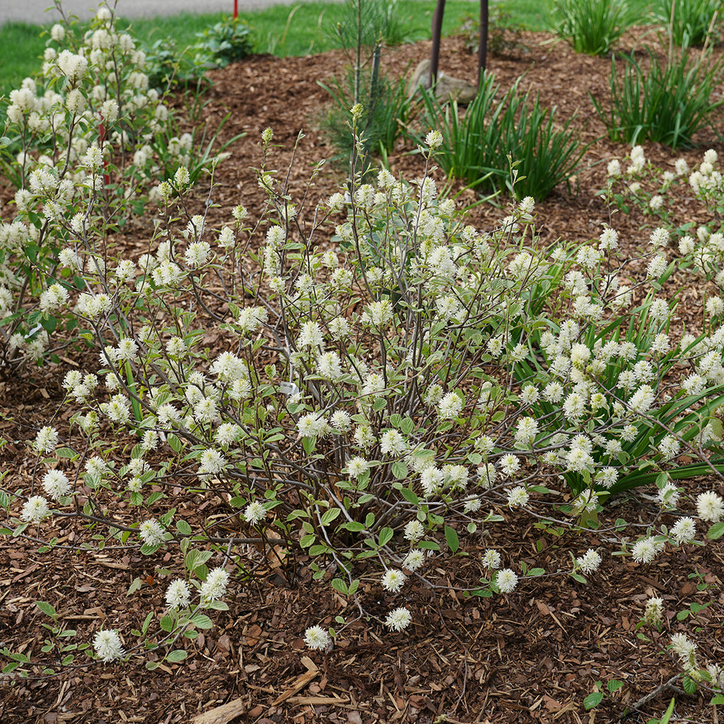 Fertilizing Bottlebrush