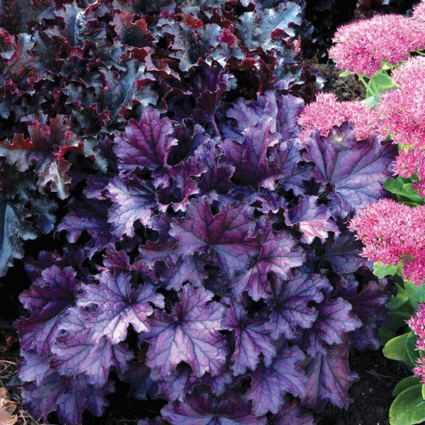 Forever® Purple Coral Bells