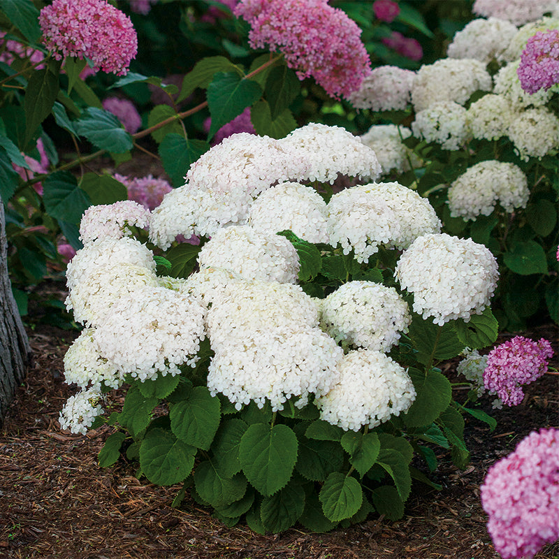 Invincibelle Wee White® Smooth Hydrangea | Proven Winners – Great ...