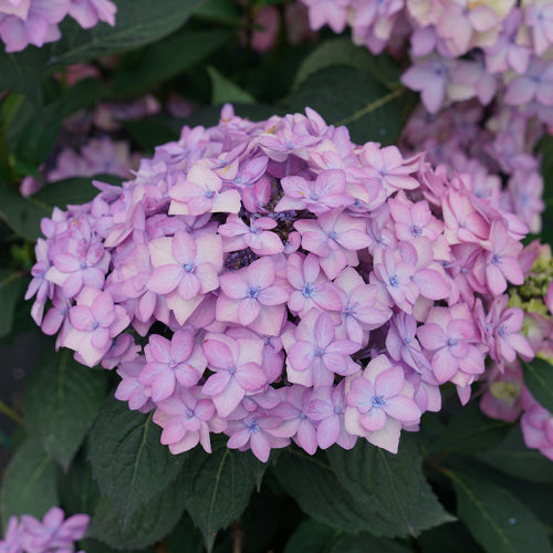 Let's Dance Can Do!® Bigleaf Hydrangea | Proven Winners – Great Garden ...