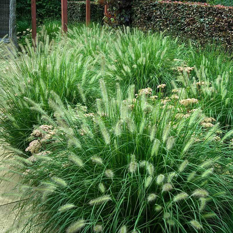 Ornamental Grasses For Sale | Online Plant Nursery – Great Garden Plants