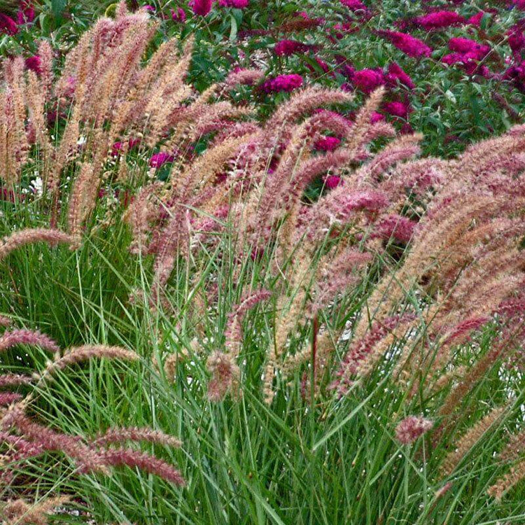 Ornamental Grasses For Sale | Online Plant Nursery – Great Garden Plants