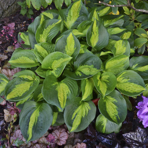 'Pocketful of Sunshine' Hosta | Perennials – Great Garden Plants