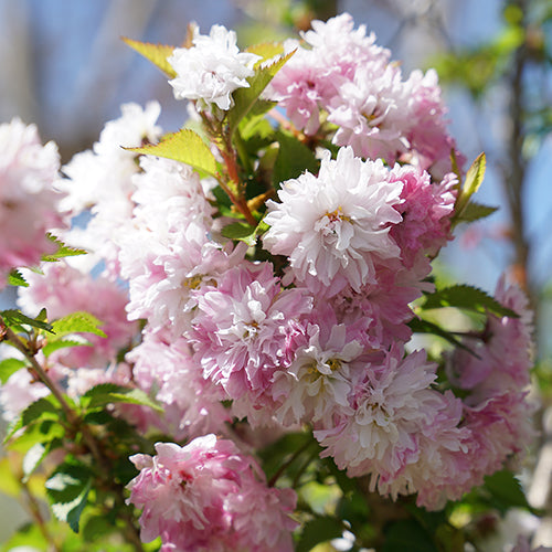 Zuzu® Flowering Cherry Shrub | Shrubs & Trees – Great Garden Plants