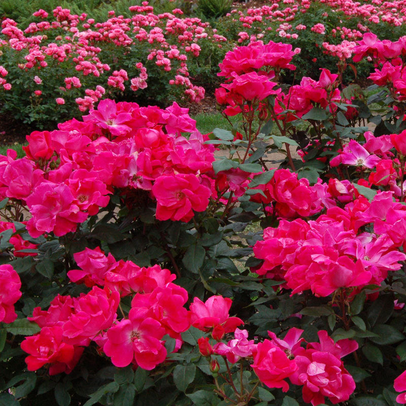 Rose - Orange Glow Knock Out Shrub Rose - Sugar Creek Gardens