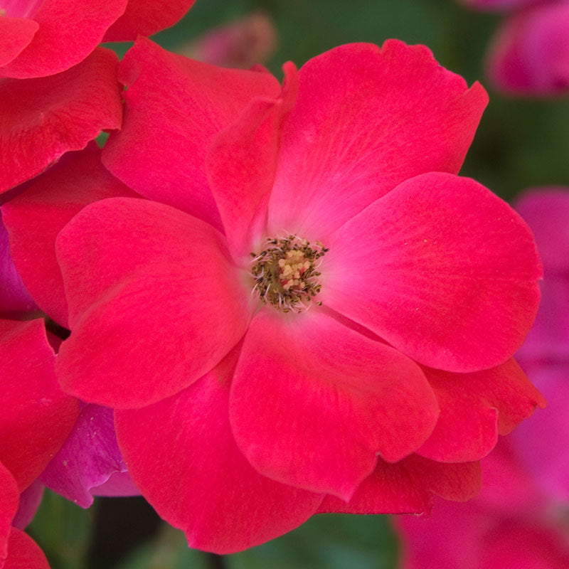 Rose - Orange Glow Knock Out Shrub Rose - Sugar Creek Gardens