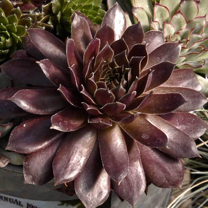 'Pacific Devil's Food' Hens & Chicks | Perennial – Great Garden Plants