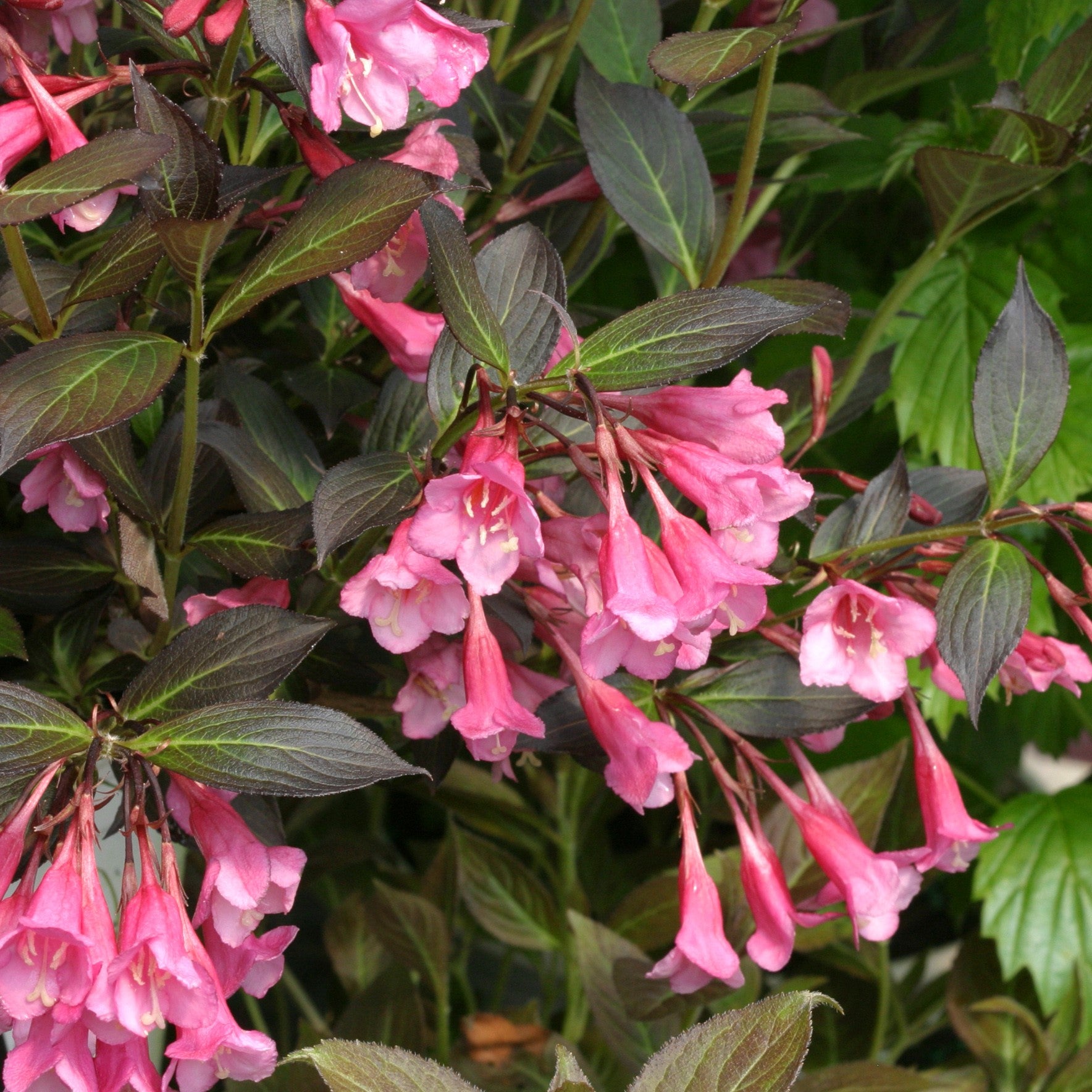 Midnight Sun® Weigela - My Proven Winners ColorChoices